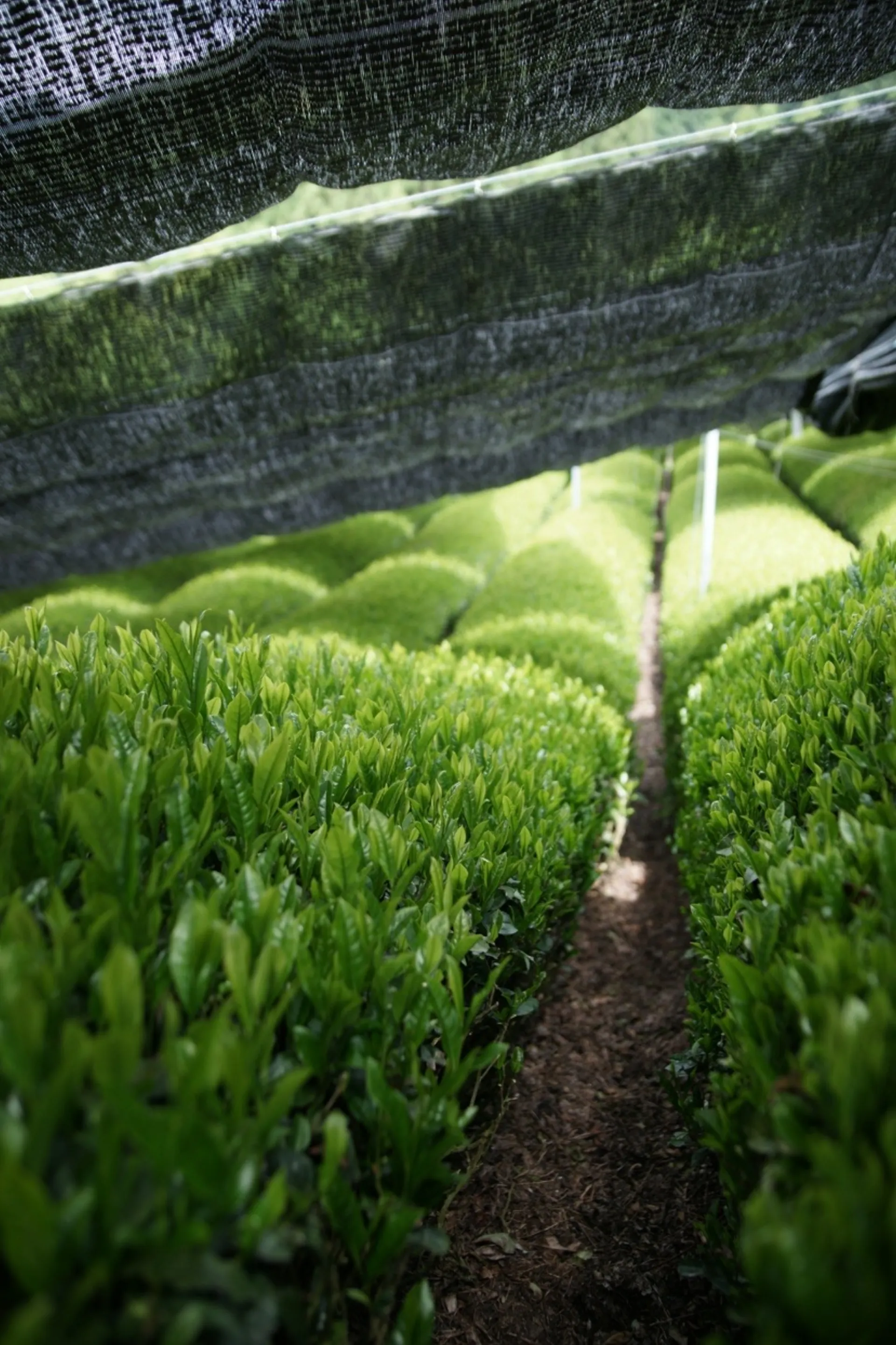 Plantación de té en Uji, Kyoto
